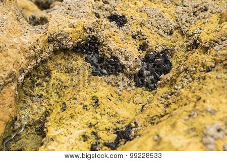 Molluscs Embedded In The Rock