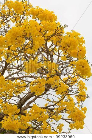 Silver Trumpet Tree