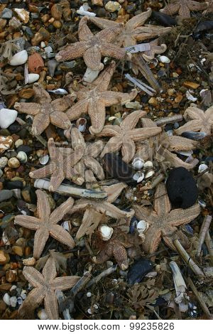 Lots of dead starfish after being stranded after a storm