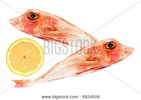 Knurhane fisk og citron skive