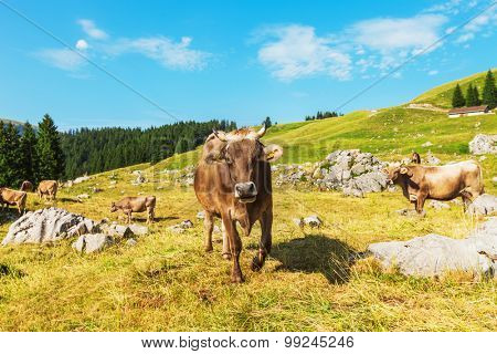 Cows grazing in a typical Alpine landscape