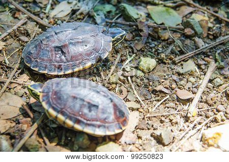 Turtle