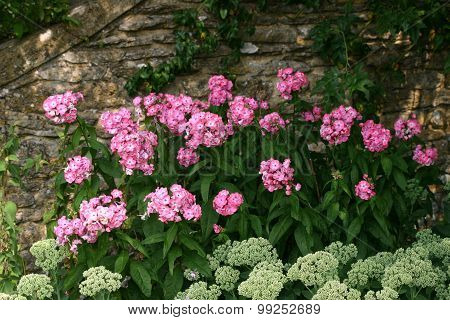 Pink and greenish white flowers against a wall