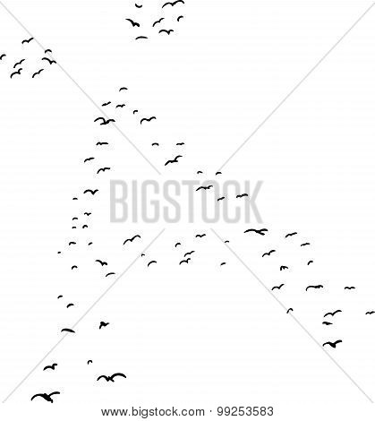 Bird Formation In Diacrtic A