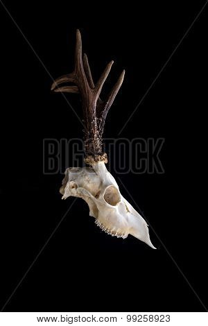 Animal skull.