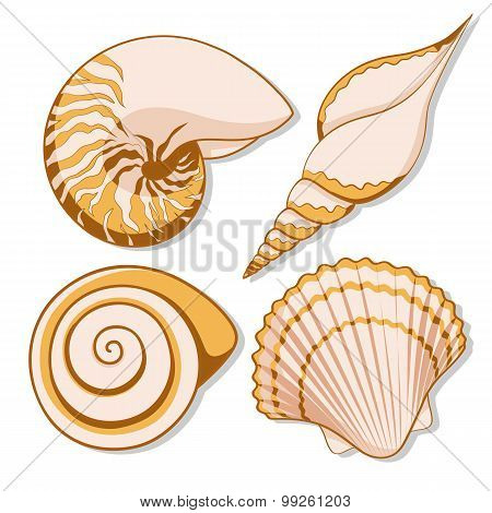 Set of color graphic sea shells