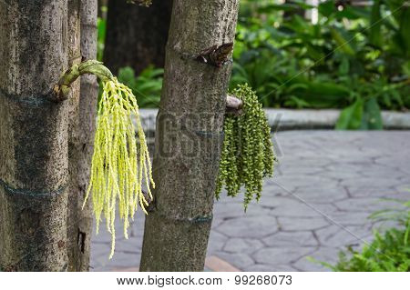 Caryota Mitis In Garden