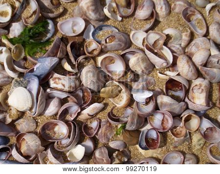 Seashells on the seashore