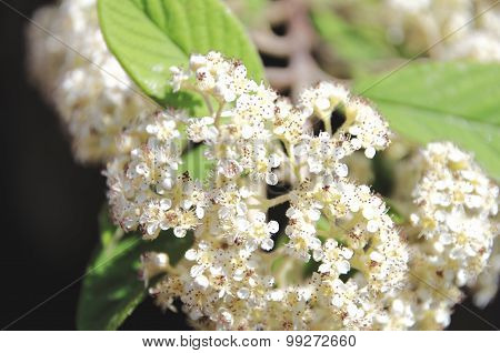 White flowers of Spiraea Japonica