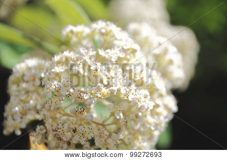 White flowers of Spiraea Japonica