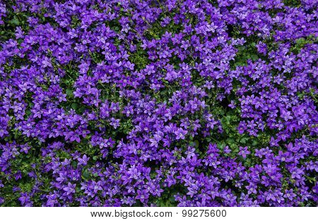 Purple Flower Scabiosa
