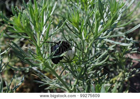 Carpenter bee on Harmal bush