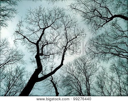 Gloomy Autumn Trees