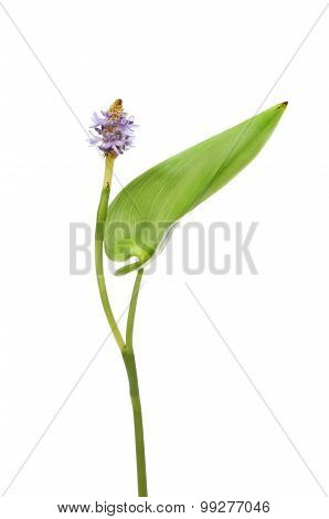Pontederia