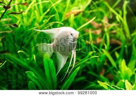 Tropical Fish Pterophyllum Scalare