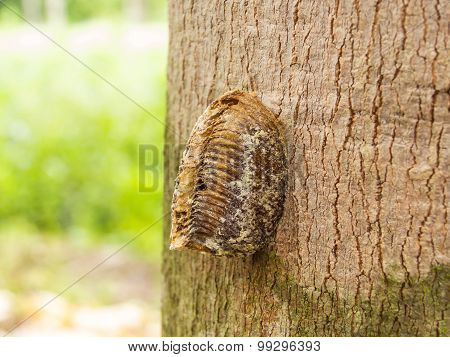 Mantis Egg Capsule