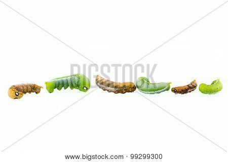 Collection Of Six Worms In Action