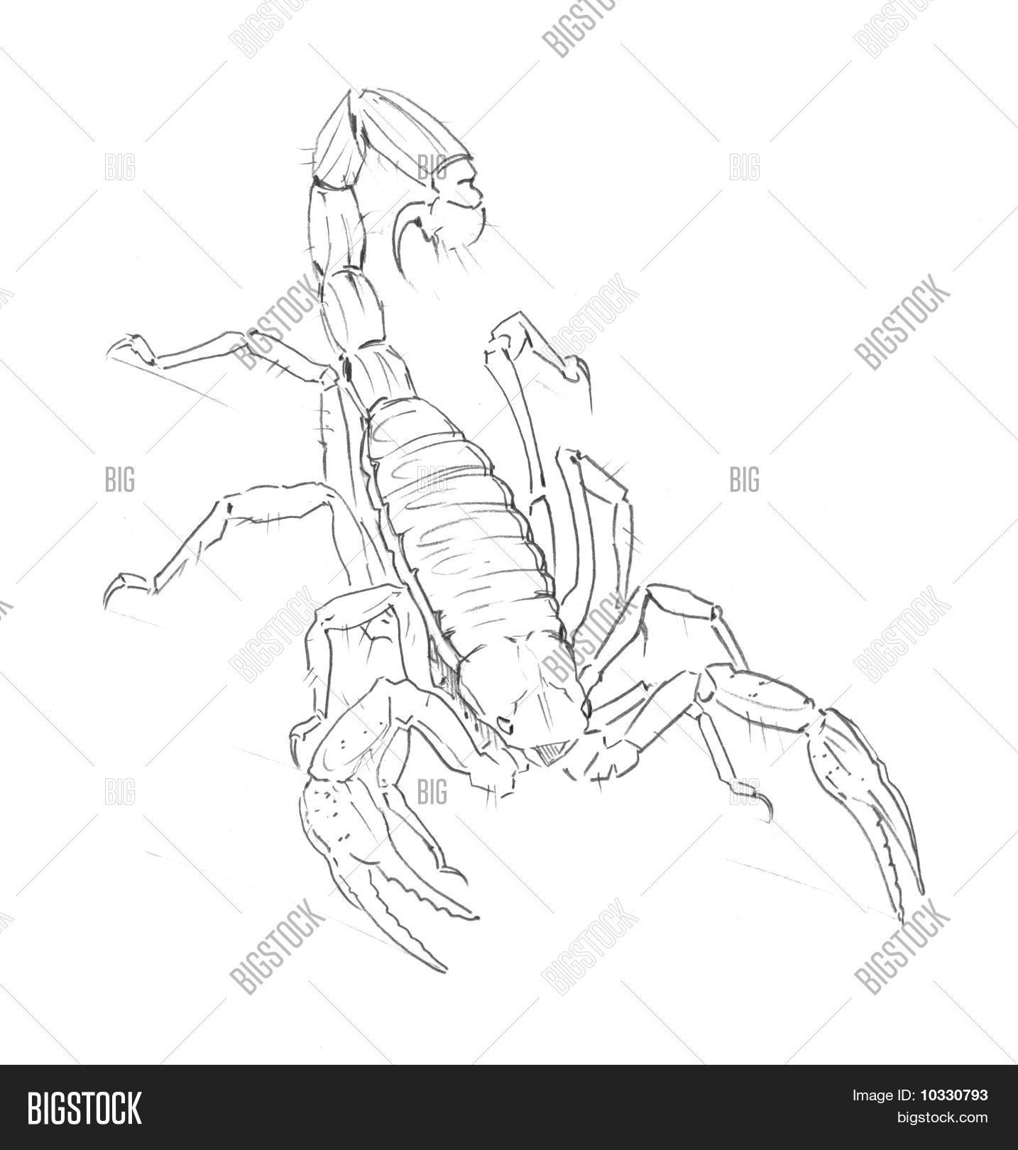 Hand-drawn Scorpion Image & Photo | Bigstock