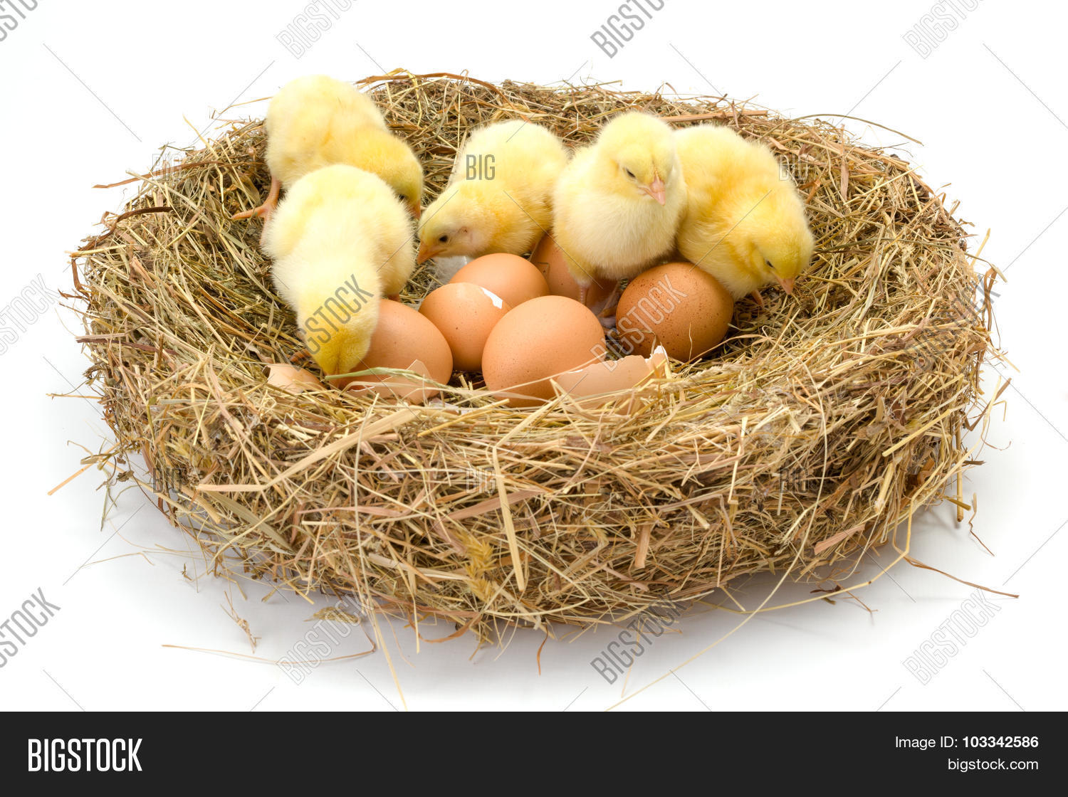 Newborn Chickens Hay Image & Photo (Free Trial) Bigstock