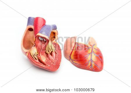 Open Model Of Human Heart Showing Inside