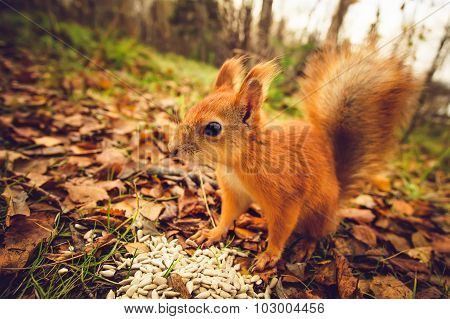 Squirrel red fur funny pets autumn forest on background wild nature animal thematic