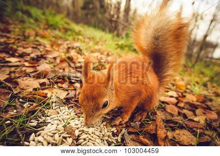 Squirrel red fur funny pets autumn forest on background wild nature animal thematic