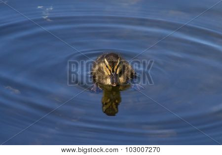 Duckling