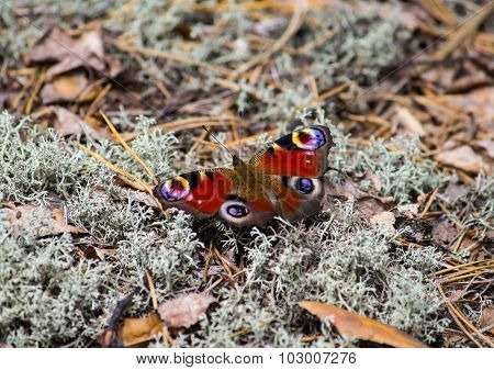 European Peacock