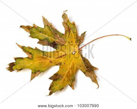Dried Autumn Leaf