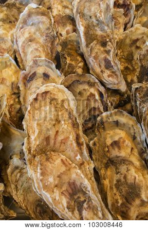 Rows Of Oysters