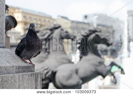 funny pigeon
