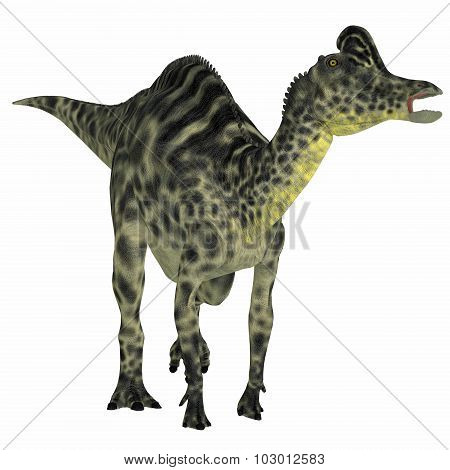 Velafrons Hadrosaur Dinosaur