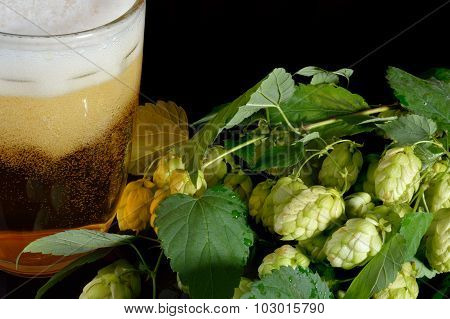 A Mug Of Beer And Branch Of Hops.