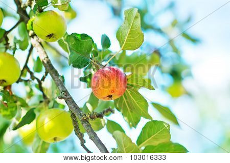 Fresh Apples