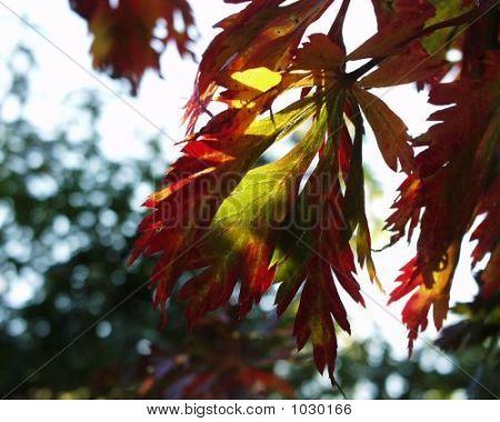 Acerjaponicumaconitifoliumautumncolours