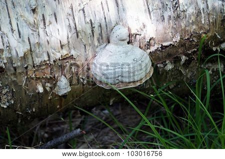 Tinder Fungus