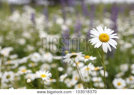 Beautiful daisy field
