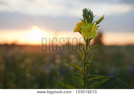 Yellow wild flower