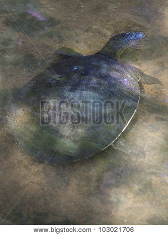 African Softshell Turtle