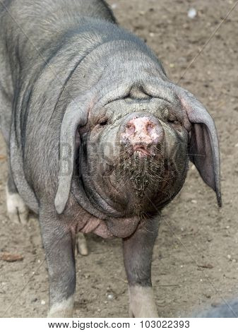 Pot-bellied Pig