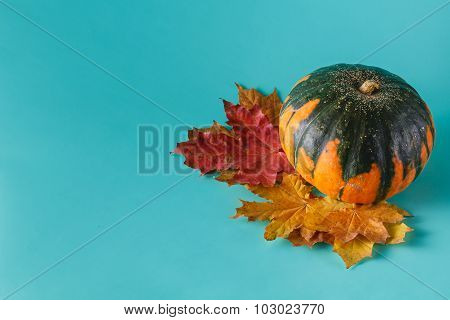Colored Pumpkin On Aquamarine Shadowless Background