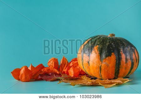 Colored Pumpkin On Aquamarine Shadowless Background