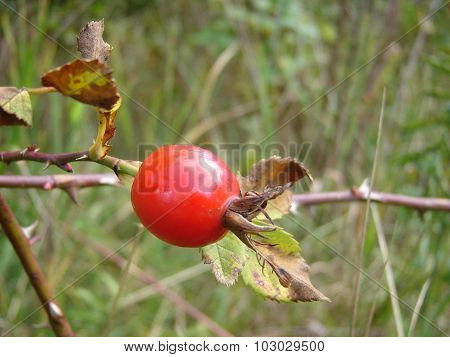 Rosehip