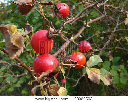 Rosehips