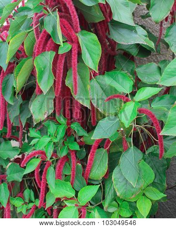 Red/Purple Elongated Flowers