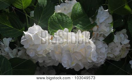 Simple White Flower Display