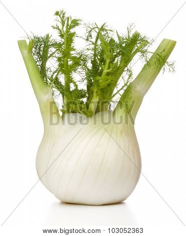 Fresh fennel bulb isolated on white background close up