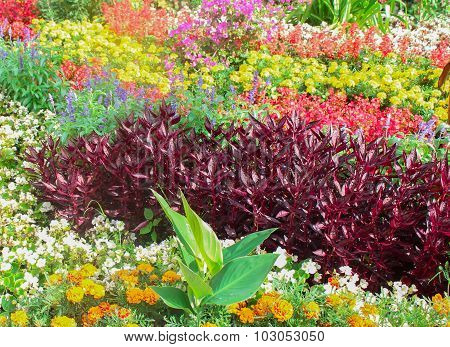 Field of Wild Flowers