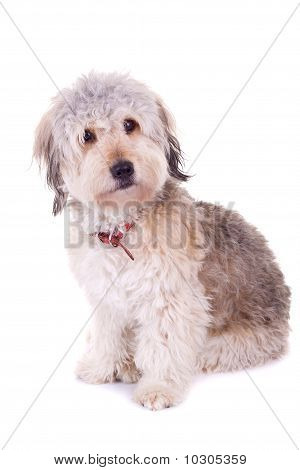 Oben Blick auf ein Bearded Collie