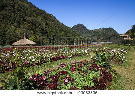 Amaryllis Hippeastrum Garden